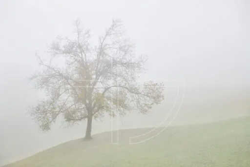 On The Edge Of Utopia depicts a solitary tree on a meadow crest in thick fog.