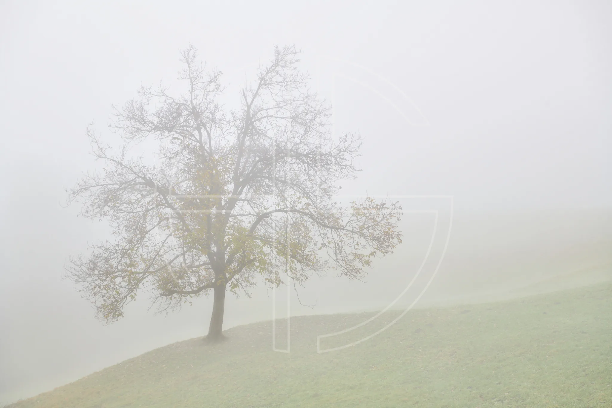 On The Edge Of Utopia depicts a solitary tree on a meadow crest in thick fog.
